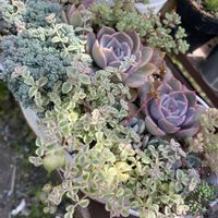 セダム,リトルミッシー,多肉植物,普及種,多肉寄せ植えの画像
