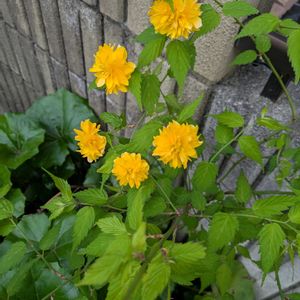 シロヤマブキ,ヤマブキ,ヤマブキ,タンポポ,カタバミの画像