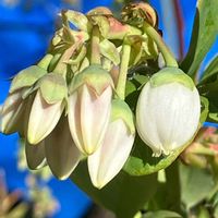 ブルーベリー,ブルーベリー,木の実,白い花,癒しの画像