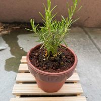 ローズマリー,ハーブ,植物初心者,ベランダの画像