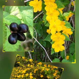 アリッサム,ジューンベリー,ヤマブキ,レースフラワー,薔薇の画像