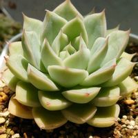 白牡丹,ムーンフェアリー,シャーロット,多肉植物,葉挿しの画像