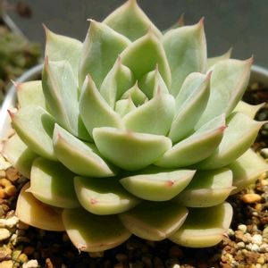 白牡丹,ムーンフェアリー,シャーロット,多肉植物,葉挿しの画像