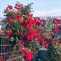 薔薇に魅せられて,つるバラ,バラの季節,バラのある暮らし,可愛く咲いてるの画像
