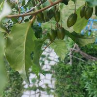 グミ,マルベリー（桑の実）の画像