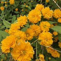 コスモス,八重山吹,オスぺオスペルマム,ピンクの花,キク科の画像
