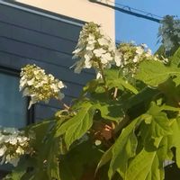 カシワバアジサイの画像