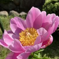 アジサイ,シャクヤク,ニゲラ,ラナンキュラス,カイヅカの画像