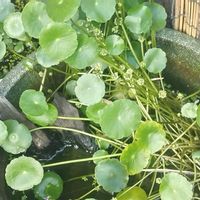 ウォーターマッシュルームの画像