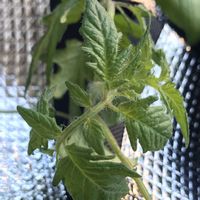ミニトマト,ミニトマト,鉢植え,いただきもの,ミニトマト苗の画像