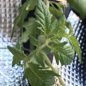 ミニトマト,ミニトマト,鉢植え,いただきもの,ミニトマト苗の画像