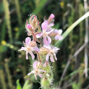 シロバナマンテマ,マンテマ,ハナヤエムグラ,かわいい雑草,野の花の画像