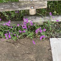 宿根バーベナの画像