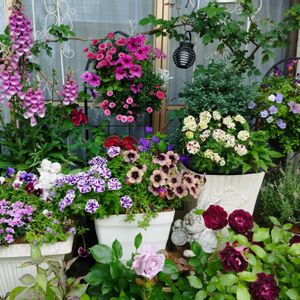 ペチュニア,ジキタリスパンサー,寄せ植え,ハンキングバスケット,庭の画像