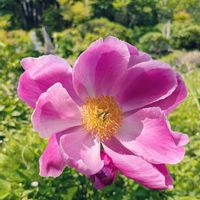 シャクヤク,可愛い,元気！,花が好き,ありがとう♡の画像