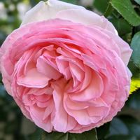 ルージュピエールドゥロンサール,ピエ―ルドロンサール,つるバラ,ばら バラ 薔薇の画像