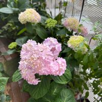 アジサイ,紫陽花,四季咲きアジサイ 霧島の恵,四季咲きアジサイ 霧島の恵,ベランダガーデニングの画像