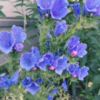 寄せ植え,小さな花壇,ガーデニング初心者,小さな庭の画像