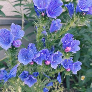 寄せ植え,小さな花壇,ガーデニング初心者,小さな庭の画像