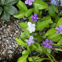 ニオイバンマツリ,ニオイバンマツリ,ブルースター,リシマキア,紫陽花の画像