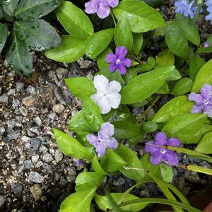ニオイバンマツリ,ニオイバンマツリ,ブルースター,リシマキア,紫陽花の画像