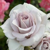 薔薇,お花,愛媛県,庭の画像