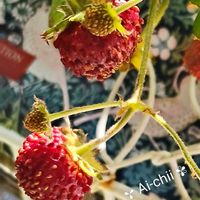 イチゴ,ワイルドストロベリー,ダスティミラー,果実,ガーデニングの画像