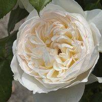 薔薇,お花,愛媛県,庭の画像