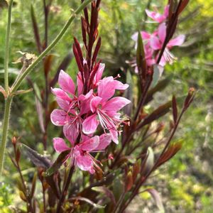 芍薬,ナチュラルガーデン,雑草,春の庭の画像