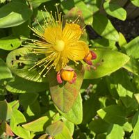 ヒペリカム,桃花シラン,スーパーサルビア,カワラナデシコ(河原撫子),エノテラ　アフリカンサンの画像