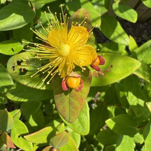 ヒペリカム,桃花シラン,スーパーサルビア,カワラナデシコ(河原撫子),エノテラ　アフリカンサンの画像