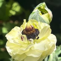 ラナンキュラス,かぼちゃ,地道にコツコツ,花友さんに感謝♡,島根県松江市の画像