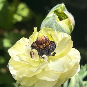 ラナンキュラス,かぼちゃ,地道にコツコツ,花友さんに感謝♡,島根県松江市の画像