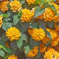 ランタナ,ビタミンカラー,花のある暮らし,植中毒,花自慢の画像