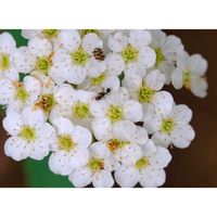 コデマリ,広い庭の画像