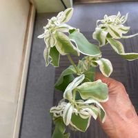 ハツユキソウの画像