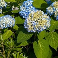 ハイドランジア,散歩道,今日の花,季節の花,その他の画像