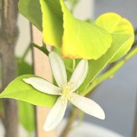 レモン,レモン,観葉植物,今日の一枚,花のある暮らしの画像