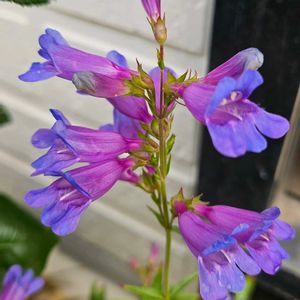 ペンステモン ヘブンリーブルー,鉢植え,明るい日陰,プランター,ガーデニング初心者の画像
