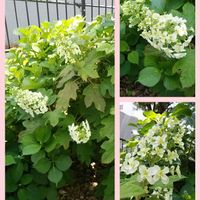 カシワバアジサイ,お出かけ先の画像
