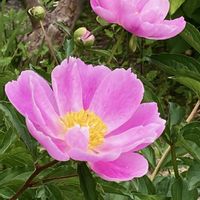 イキシア,シャクヤク,バラ,コバンソウ,マツヨイグサの画像