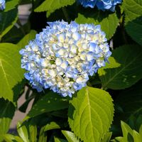 ハイドランジア,散歩道,今日の花,季節の花,その他の画像