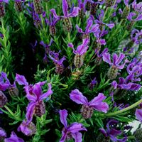 フレンチラベンダー,仕事帰りに,NTTの花壇にの画像