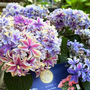 ハイドランジア,紫陽花　月虹,紫陽花　月虹,癒される,no green no lifeの画像