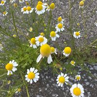 カモミールの画像