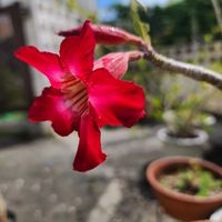 アデニウム,観葉植物,沖縄,亜熱帯・熱帯植物,四季の花の画像