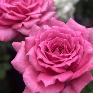 コントレイル,デルバール,ロサオリエンティス,バラを楽しむ,和ばらの画像