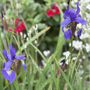 ガーデニング,花のある暮らし,ナチュラルスタイル,おうち園芸,庭の画像