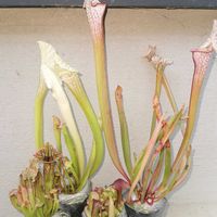 かわいい,食虫植物,サラセニア,珍奇植物,観葉植物がスキの画像