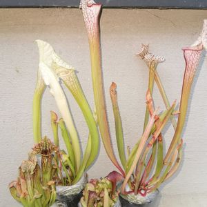 かわいい,食虫植物,サラセニア,珍奇植物,観葉植物がスキの画像